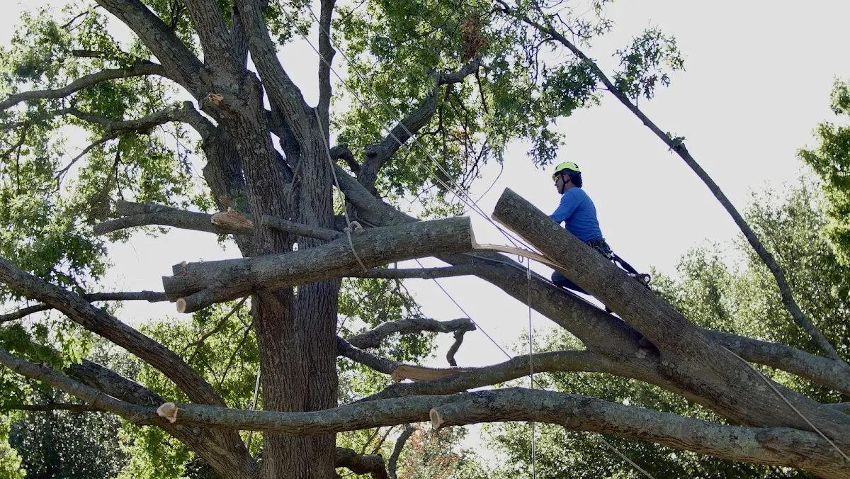 Professional Crown Thinning performed by certified arborists in Perryman