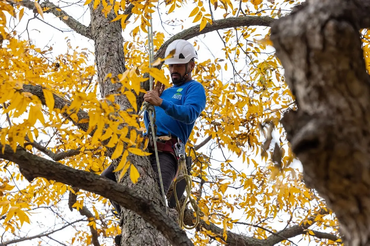 Skilled Storm Damage Cleanup crew working in Perryman