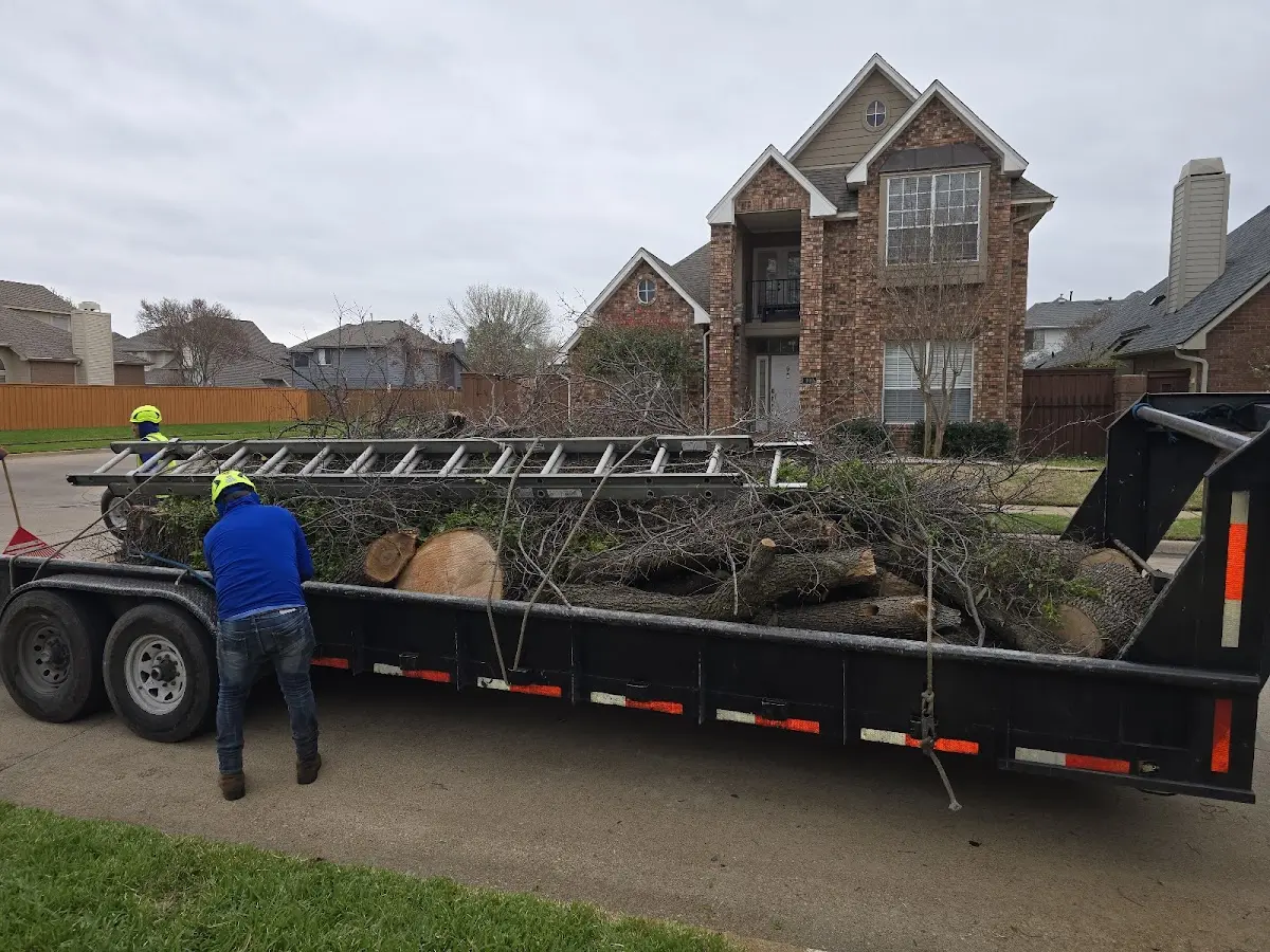 Expert Tree Removal with proper safety equipment in Perryman